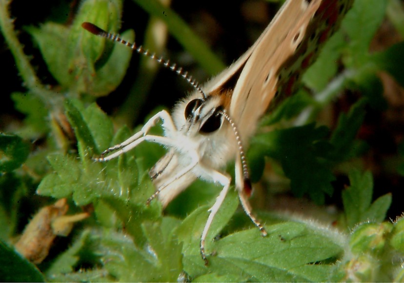 The acting butterfly